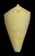 Click to see a larger version of this image (Conus colombianus  Petuch, 1987 Primary Type Image)