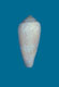 Click to see a larger version of this image (Conus colubrinus  Lamarck, 1810 Primary Type Image)