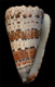 Click to see a larger version of this image (Conus (Rhombus) imperialis compactus  Wils, 1970 Primary Type Image)