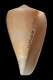 Click to see a larger version of this image (Conus comptus  A. Adams, 1854 Primary Type Image)