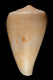 Click to see a larger version of this image (Conus comptus  A. Adams, 1854 Primary Type Image)