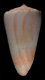 Click to see a larger version of this image (Conus connectens  A. Adams, 1855 Primary Type Image)