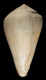 Click to see a larger version of this image (Conus consanguineus  Smith, 1880 Primary Type Image)