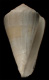 Click to see a larger version of this image (Conus consanguineus  Smith, 1880 Primary Type Image)