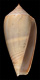 Click to see a larger version of this image (Conus contusus  Reeve, 1848 Primary Type Image)