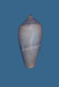 Click to see a larger version of this image (Conus contusus  Reeve, 1848 Primary Type Image)