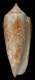 Click to see a larger version of this image (Conus convolutus  Sowerby ii, 1857 Primary Type Image)