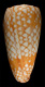 Click to see a larger version of this image (Conus cordigera  Sowerby ii, 1866 Primary Type Image)