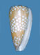 Click to see a larger version of this image (Conus cordigera  Sowerby ii, 1866 Primary Type Image)