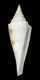 Click to see a larger version of this image (Conus orbignyi coriolisi  Röckel, Richard & Moolenbeek, 1995 Primary Type Image)