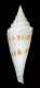 Click to see a larger version of this image (Conus orbignyi coriolisi  Röckel, Richard & Moolenbeek, 1995 Primary Type Image)