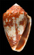 Click to see a larger version of this image (Conus coronatus  Gmelin, 1791 Primary Type Image)