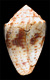 Click to see a larger version of this image (Conus coronatus  Gmelin, 1791 Primary Type Image)