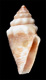 Click to see a larger version of this image (Conus coronatus  Reeve, 1849 Primary Type Image)