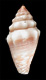 Click to see a larger version of this image (Conus coronatus  Reeve, 1849 Primary Type Image)