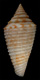 Click to see a larger version of this image (Conus corrugatus  Sowerby, 1870 Primary Type Image)