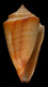 Click to see a larger version of this image (Conus coxianus  Sowerby iii, 1895 Primary Type Image)