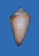 Click to see a larger version of this image (Conus coxianus  Sowerby iii, 1895 Primary Type Image)