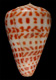 Click to see a larger version of this image (Conus crassus  Sowerby ii, 1857 Primary Type Image)