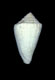 Click to see a larger version of this image (Conus crenulatus  Deshayes, 1835 Primary Type Image)