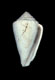 Click to see a larger version of this image (Conus crenulatus  Deshayes, 1835 Primary Type Image)