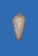 Click to see a larger version of this image (Conus crocatus  Lamarck, 1810 Primary Type Image)