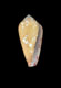 Click to see a larger version of this image (Conus crocatus  Lamarck, 1810 Primary Type Image)