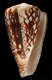 Click to see a larger version of this image (Conus crosseanus  Bernardi, 1861 Primary Type Image)