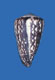 Click to see a larger version of this image (Conus crosseanus  Bernardi, 1861 Primary Type Image)