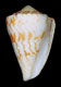 Click to see a larger version of this image (Conus centurio cruzensis  Nowell-Usticke, 1968 Primary Type Image)