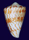 Click to see a larger version of this image (Conus centurio cruzensis  Nowell-Usticke, 1968 Primary Type Image)