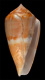 Click to see a larger version of this image (Conus cumingii  Reeve, 1848 Primary Type Image)