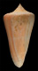 Click to see a larger version of this image (Conus cumingii  Reeve, 1849 Primary Type Image)