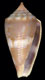 Click to see a larger version of this image (Conus (Purpuriconus) cuna  Petuch, 1998 Primary Type Image)