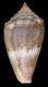 Click to see a larger version of this image (Conus (Purpuriconus) cuna  Petuch, 1998 Primary Type Image)