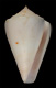 Click to see a larger version of this image (Conus cuneatus  Sowerby iii, 1873 Primary Type Image)