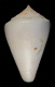 Click to see a larger version of this image (Conus cuneatus  Sowerby iii, 1873 Primary Type Image)