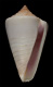 Click to see a larger version of this image (Conus cuneiformis  Smith, 1877 Primary Type Image)