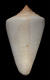 Click to see a larger version of this image (Conus cuneiformis  Smith, 1877 Primary Type Image)