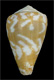 Click to see a larger version of this image (Conus curralensis  Rolán, 1986 Primary Type Image)