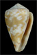 Click to see a larger version of this image (Conus curralensis  Rolán, 1986 Primary Type Image)