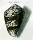 Click to see a larger version of this image