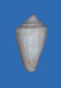 Click to see a larger version of this image (Conus cyanostoma  A. Adams, 1854 Primary Type Image)