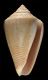 Click to see a larger version of this image (Conus cyanostoma  A. Adams, 1854 Primary Type Image)