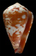 Click to see a larger version of this image (Conus damottai  Trovao, 1979 Primary Type Image)