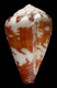 Click to see a larger version of this image (Conus damottai  Trovao, 1979 Primary Type Image)