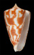 Click to see a larger version of this image (Conus dampierensis  Coomans & Filmer, 1985 Primary Type Image)