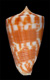 Click to see a larger version of this image (Conus dampierensis  Coomans & Filmer, 1985 Primary Type Image)