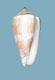 Click to see a larger version of this image (Conus daullei  Crosse, 1858 Primary Type Image)