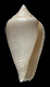 Click to see a larger version of this image (Conus dealbatus  A. Adams, 1854 Primary Type Image)